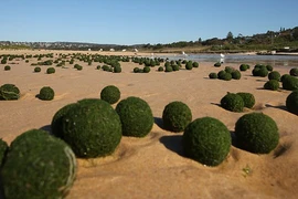 Kỳ lạ "những quả trứng xanh của người ngoài hành tinh" trên bờ biển Sydney, Úc