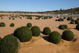 Kỳ lạ "những quả trứng xanh của người ngoài hành tinh" trên bờ biển Sydney, Úc