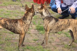 Xem "linh vật" của Phú Quốc trổ tài