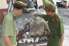 Đến lượt chim bồ câu Trung Quốc bị nhập lậu