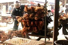 Bất chấp cúm H7N9, hàng nghìn gà vịt lậu vẫn tuồn từ TQ về VN