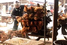 Bất chấp cúm H7N9, hàng nghìn gà vịt lậu vẫn tuồn từ TQ về VN