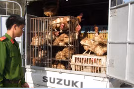 Lại bắt cả ôtô vận chuyển gà thải loại nhập lậu