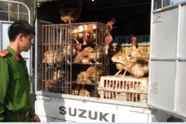 Lại bắt cả ôtô vận chuyển gà thải loại nhập lậu