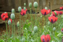 Xử lý nhiều hộ dân trồng cây thuốc phiện