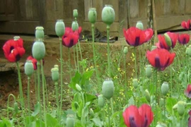 Xử lý nhiều hộ dân trồng cây thuốc phiện