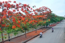 Sắc đỏ phượng hồng điểm tô nét quyến rũ cho phố phường Hà Nội