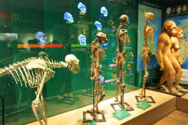 Tái hiện sự sống từ 4 tỷ năm qua "Tiến hoá sinh giới"