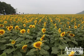 Đẹp ngỡ ngàng cánh đồng hoa hướng dương ở Nghệ An