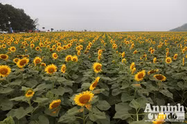 Đẹp ngỡ ngàng cánh đồng hoa hướng dương ở Nghệ An