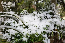 Lễ hội mùa đông Sa Pa sẽ có tuyết rơi