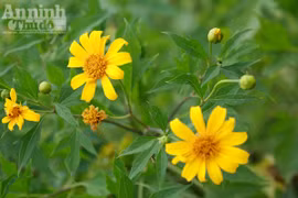 Ngỡ ngàng thảm hoa dã quỳ rực rỡ thủ đô Hà Nội