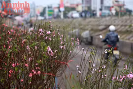 Hà Nội: Nghịch cảnh đào Tết... 