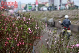 Hà Nội: Nghịch cảnh đào Tết... 