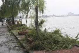 Tìm tung tích người đàn ông tử vong cạnh gốc cây