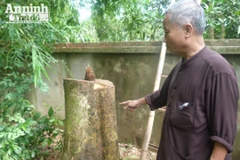 Đêm mưa, cây sưa 70 năm tuổi bị đốn hạ giữa vườn chùa