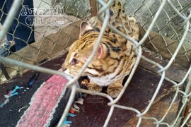 Ngang nhiên bày mèo rừng trước nhà hàng, “câu” khách