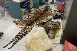 Phát hiện 3 bộ da và 2 đầu của hổ trên xe taxi