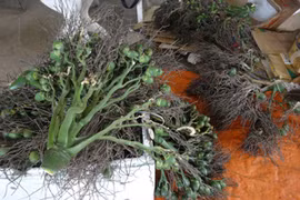 Thương lái Trung Quốc thu mua nông sản “lạ”: Làm rõ động cơ, mục đích để cảnh báo bà con