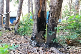 Xô xát vì tranh chấp đất rừng làm 3 người chết, nhiều người bị thương