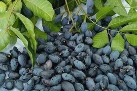 Hương vị của trám