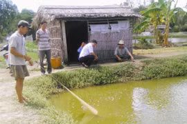 Giá tôm giảm, người nuôi tiếp tục gặp khó