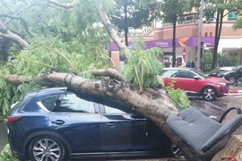 Hàng loạt cây xanh gãy đổ đè trúng xe ô tô, ai phải bồi thường?