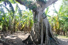 Xem cây sung "khủng" giá trăm triệu đầu xuân