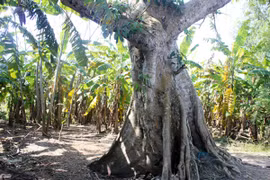 Xem cây sung "khủng" giá trăm triệu đầu xuân