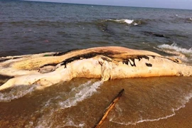 Xác cá voi khủng gần 5 tấn dạt vào bờ biển Quảng Bình