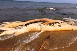 Xác cá voi khủng gần 5 tấn dạt vào bờ biển Quảng Bình