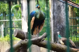 Sư thầy tức tốc vượt hàng trăm km lên TP. HCM xin nhận lại chim quý