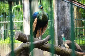 Sư thầy tức tốc vượt hàng trăm km lên TP. HCM xin nhận lại chim quý