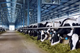 Đại gia ngành sữa với trang trại bò trải khắp Việt Nam