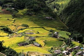 Cận cảnh mùa vàng rực rỡ tại thung lũng Mường Hoa