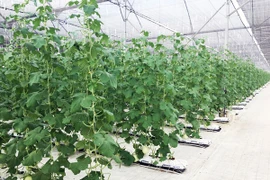 Vingroup ra mắt sản phẩm trái cây nhà kính đầu tiên