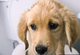 Xây nhà vệ sinh công cộng cho chó mèo