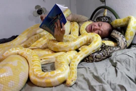 Không ngủ được nếu thiếu... rắn