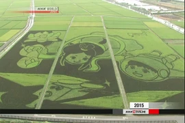 Tác phẩm tạo hình lớn nhất thế giới trên đồng lúa