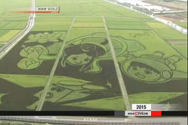 Tác phẩm tạo hình lớn nhất thế giới trên đồng lúa