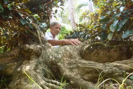 Chiêm ngưỡng cây vú sữa hình tứ linh "độc nhất vô nhị" ở Miền Tây