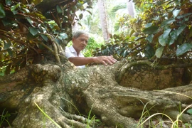 Chiêm ngưỡng cây vú sữa hình tứ linh "độc nhất vô nhị" ở Miền Tây