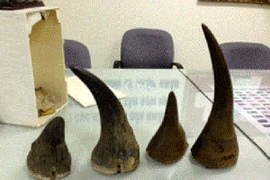 Phát hiện vụ vận chuyển sừng tê giác từ Thái Lan về Việt Nam