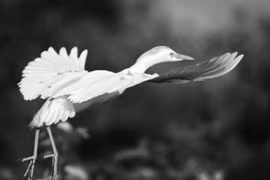 Hai nhiếp ảnh gia đi khắp thế giới chụp ảnh hoang dã