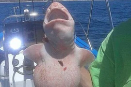 Bắt được "cá ngoài hành tinh" ở ngoài khơi biển Mexico