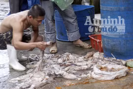 Đại dịch ung thư – Hiểm họa từ thực phẩm bẩn