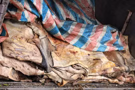 Bắt giữ gần 2 tấn mỡ, da trâu bò thối định tuần về Hà Nội tiêu thụ