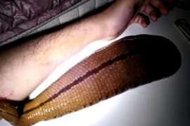 Phát sợ cảnh đỉa to như cánh tay, hút máu chủ