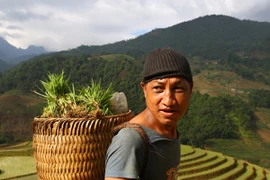 Ngắm "bức họa" khổng lồ trên mù sương Y Tý