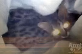 Giải cứu mèo rừng từ tay dân buôn